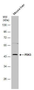 Whole cell extract (30 ug) was separated by 10% SDS-PAGE,and the membrane was blotted with PDK3 antibody [N1C2] (GTX104286) diluted at 1:1000.