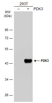 Non-transfected (–) and transfected (+) 293T whole cell extracts (30 μg) were separated by 10% SDS-PAGE, and the membrane was blotted with PDK3 antibody [N1C2] (GTX104286) diluted at 1:1000. The HRP-conjugated anti-rabbit IgG antibody (GTX213110-01) was used to detect the primary antibody.