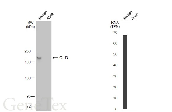 Various whole cell extracts (30 μg) were separated by 5% SDS-PAGE, and the membrane was blotted with GLI3 antibody (GTX104362) diluted at 1:1000. The HRP-conjugated anti-rabbit IgG antibody (GTX213110-01) was used to detect the primary antibody. Corresponding RNA expression data for the same cell lines are based on Human Protein Atlas program.