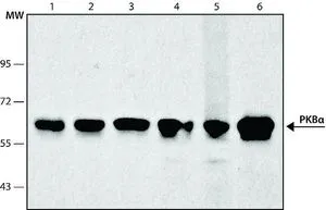 WB analysis of (1)HeLa (2) HepG2 (3) A549 (4) HEK-293 (5) JURKAT (6) MCF-7 cells using GTX10438 AKT1 antibody [PKB-175] at 1:5,000.