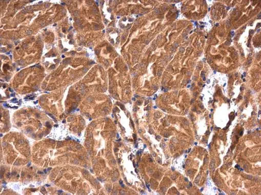 IRAK1BP1 antibody [N1C3] detects IRAK1BP1 protein at cytoplasm in mouse kidney by immunohistochemical analysis. Sample: Paraffin-embedded mouse kidney. IRAK1BP1 antibody [N1C3] (GTX104392) diluted at 1:500. 
 Antigen Retrieval: Citrate buffer, pH 6.0, 15 min