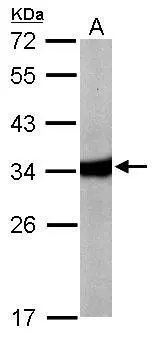 Sample (50 ug of whole cell lysate) A: Mouse liver 12% SDS PAGE GTX104402 diluted at 1:10000