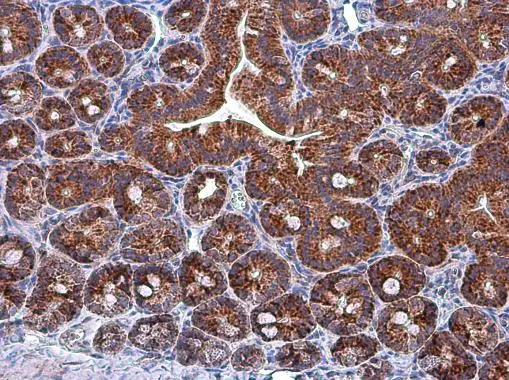 Grp75 antibody detects Grp75 protein at mitochondria in mouse duodenum by immunohistochemical analysis. Sample: Paraffin-embedded mouse duodenum. Grp75 antibody (GTX104407) diluted at 1:500. 
 Antigen Retrieval: Citrate buffer, pH 6.0, 15 min