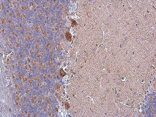 Grp75 antibody detects Grp75 protein at mitochondria in rat brain by immunohistochemical analysis. Sample: Paraffin-embedded rat brain. Grp75 antibody (GTX104407) diluted at 1:500.  Antigen Retrieval: Citrate buffer,pH 6.0,15 min