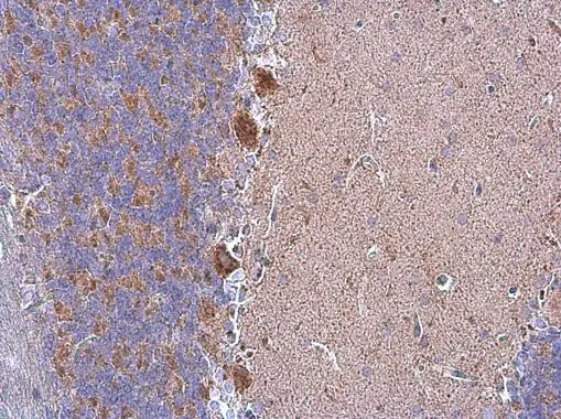 Grp75 antibody detects Grp75 protein at mitochondria in rat brain by immunohistochemical analysis. Sample: Paraffin-embedded rat brain. Grp75 antibody (GTX104407) diluted at 1:500. 
 Antigen Retrieval: Citrate buffer, pH 6.0, 15 min