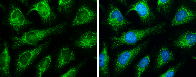 Grp75 antibody detects Grp75 protein at mitochondria by immunofluorescent analysis. Sample: HeLa cells were fixed in 4% paraformaldehyde at RT for 15 min. Green: Grp75 stained by Grp75 antibody (GTX104407) diluted at 1:500. Blue: Hoechst 33342 staining.
