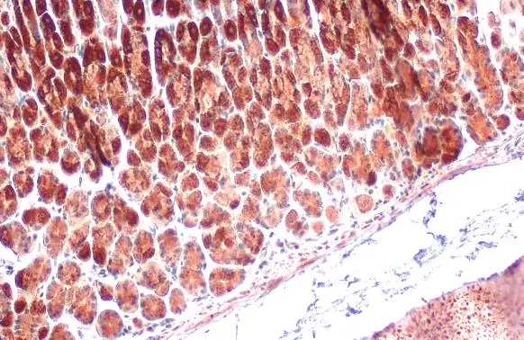 Grp75 antibody detects Grp75 protein at cytoplasm by immunohistochemical analysis. Sample: Paraffin-embedded mouse stomach. Grp75 stained by Grp75 antibody (GTX104407) diluted at 1:500. Antigen Retrieval: Citrate buffer, pH 6.0, 15 min