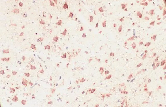 Grp75 antibody detects Grp75 protein at cytoplasm by immunohistochemical analysis. Sample: Paraffin-embedded rat brain. Grp75 stained by Grp75 antibody (GTX104407) diluted at 1:500. Antigen Retrieval: Citrate buffer, pH 6.0, 15 min