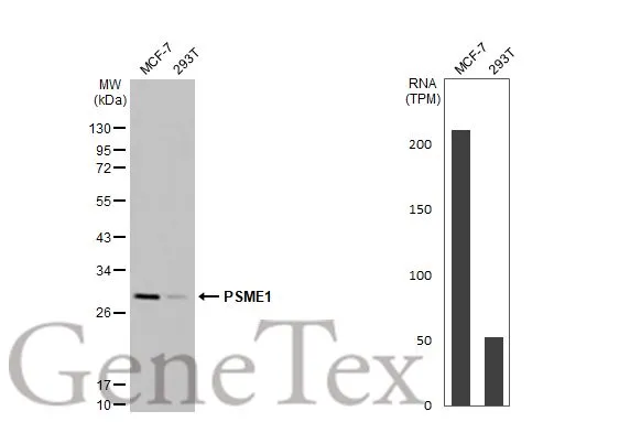 Various whole cell extracts (30 μg) were separated by 12% SDS-PAGE, and the membrane was blotted with PSME1 antibody [N1C3] (GTX104422) diluted at 1:5000. The HRP-conjugated anti-rabbit IgG antibody (GTX213110-01) was used to detect the primary antibody. Corresponding RNA expression data for the same cell lines are based on Human Protein Atlas program.