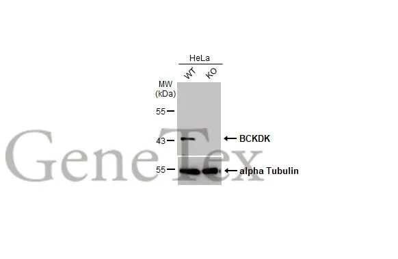 Wild-type (WT) and BCKDK knockout (KO) HeLa cell extracts (30 μg) were separated by 10% SDS-PAGE, and the membrane was blotted with BCKDK antibody [N2C3] (GTX104477) diluted at 1:1000. The HRP-conjugated anti-rabbit IgG antibody (GTX213110-01) was used to detect the primary antibody.