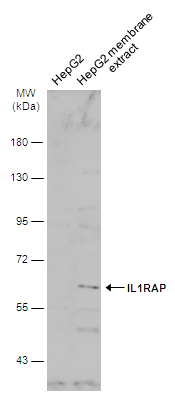 IL1RAP antibody [N1N3]