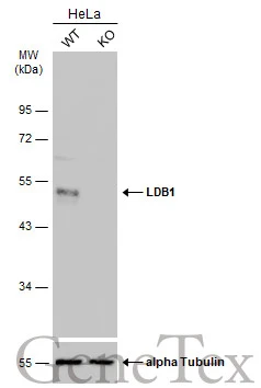 Wild-type (WT) and LDB1 knockout (KO) HeLa cell extracts (30 μg) were separated by 10% SDS-PAGE, and the membrane was blotted with LDB1 antibody [N2C3] (GTX104531) diluted at 1:1000. The HRP-conjugated anti-rabbit IgG antibody (GTX213110-01) was used to detect the primary antibody, and the signal was developed with Trident ECL plus-Enhanced.
