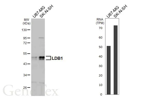 Various whole cell extracts (30 μg) were separated by 10% SDS-PAGE, and the membrane was blotted with LDB1 antibody [N2C3] (GTX104531) diluted at 1:1000. The HRP-conjugated anti-rabbit IgG antibody (GTX213110-01) was used to detect the primary antibody. Corresponding RNA expression data for the same cell lines are based on Human Protein Atlas program.