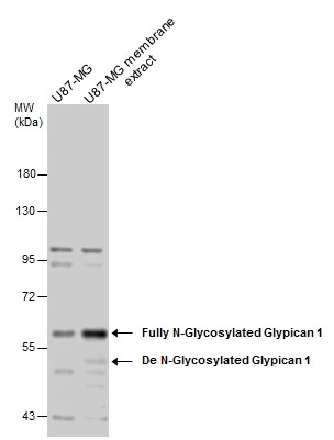 Immunoprecipitation of Glypican 1 protein from MCF-7 whole cell extracts using 5 ug of Glypican 1 antibody [N3C3] (GTX104557).
