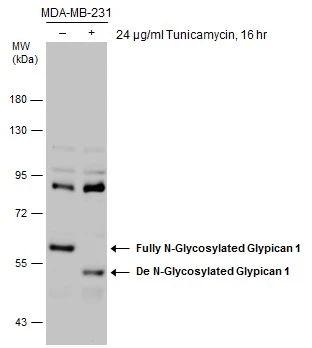 Glypican 1 antibody [N3C3]