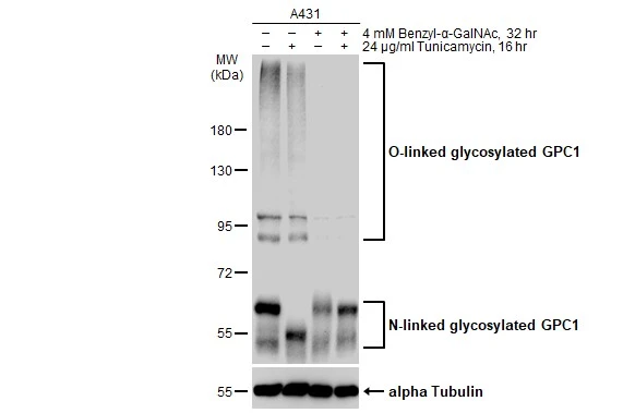 Immunoprecipitation of Glypican 1 protein from MCF-7 whole cell extracts using 5 ug of Glypican 1 antibody [N3C3] (GTX104557).