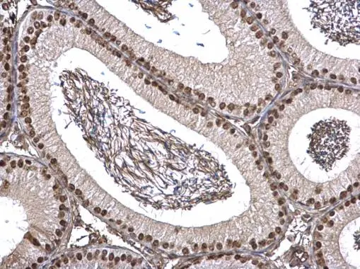 FUBP1 antibody detects FUBP1 protein at nucleus on mouse testis by immunohistochemical analysis. Sample: Paraffin-embedded mouse testis. FUBP1 antibody (GTX104579) dilution: 1:1000. 
 Antigen Retrieval: Trilogy? (EDTA based, pH 8.0) buffer, 15min