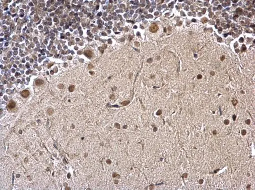 FUBP1 antibody detects FUBP1 protein at nucleus on mouse testis by immunohistochemical analysis. Sample: Paraffin-embedded mouse testis. FUBP1 antibody (GTX104579) dilution: 1:1000. 
 Antigen Retrieval: Trilogy? (EDTA based, pH 8.0) buffer, 15min