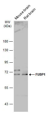 Various tissue extracts (50 μg) were separated by 7.5% SDS-PAGE, and the membrane was blotted with FUBP1 antibody (GTX104579) diluted at 1:5000. The HRP-conjugated anti-rabbit IgG antibody (GTX213110-01) was used to detect the primary antibody.