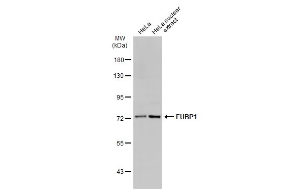 HeLa whole cell and nuclear extracts (30 μg) were separated by 7.5% SDS-PAGE, and the membrane was blotted with FUBP1 antibody (GTX104579) diluted at 1:5000. The HRP-conjugated anti-rabbit IgG antibody (GTX213110-01) was used to detect the primary antibody.