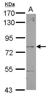 Sample (50 ug of whole cell lysate) A: mouse muscle 7.5% SDS PAGE GTX104584 diluted at 1:3000