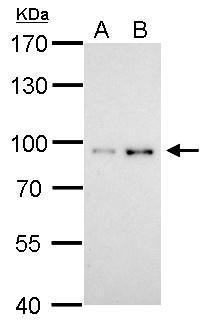 STAT3 antibody [C3],C-term detects STAT3 protein by western blot analysis.