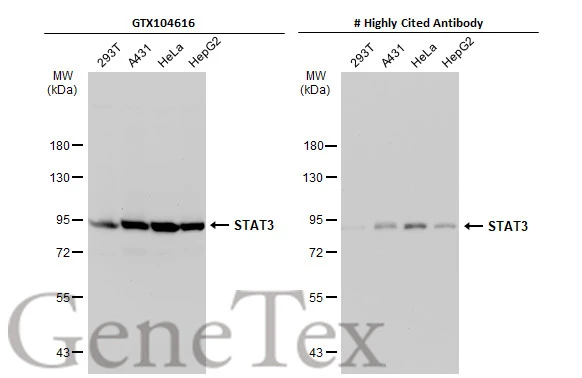 Various whole cell extracts (30 μg) were separated by 7.5% SDS-PAGE, and the membranes were blotted with STAT3 antibody [C3], C-term (GTX104616) diluted at 1:1000 and competitor's antibody diluted at 1:1000. The HRP-conjugated anti-rabbit IgG antibody (GTX213110-01) was used to detect the primary antibody. *The competitor is not affiliated with GeneTex and does not endorse this product.
