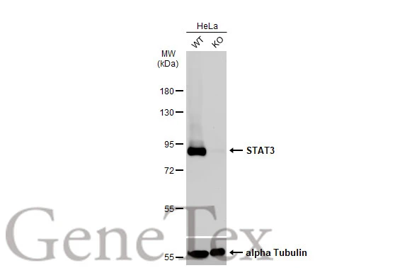 Wild-type (WT) and STAT3 knockout (KO) HeLa cell extracts (30 μg) were separated by 7.5% SDS-PAGE, and the membrane was blotted with STAT3 antibody [C3], C-term (GTX104616) diluted at 1:1000. The HRP-conjugated anti-rabbit IgG antibody (GTX213110-01) was used to detect the primary antibody.