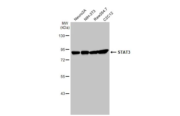 Various whole cell extracts (30 μg) were separated by 7.5% SDS-PAGE, and the membrane was blotted with STAT3 antibody [C3], C-term (GTX104616) diluted at 1:1000. The HRP-conjugated anti-rabbit IgG antibody (GTX213110-01) was used to detect the primary antibody.