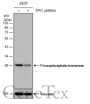 Anti Triosephosphate Isomerase Antibody C2c3 C Term Gtx104618 Genetex