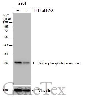 Non-transfected (–) and transfected (+) 293T whole cell extracts (30 μg) were separated by 12% SDS-PAGE, and the membrane was blotted with Triosephosphate isomerase antibody [C2C3], C-term (GTX104618) diluted at 1:3000. The HRP-conjugated anti-rabbit IgG antibody (GTX213110-01) was used to detect the primary antibody.