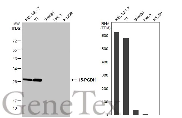 Various whole cell extracts (30 μg) were separated by 12% SDS-PAGE, and the membrane was blotted with 15-PGDH antibody [C2C3], C-term (GTX104625) diluted at 1:1000. The HRP-conjugated anti-rabbit IgG antibody (GTX213110-01) was used to detect the primary antibody. Corresponding RNA expression data for the same cell lines are based on Human Protein Atlas program.