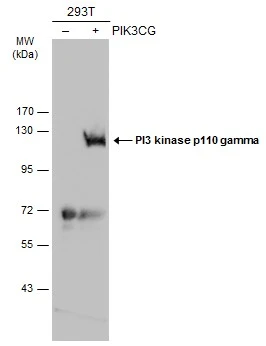 Non-transfected (–) and transfected (+) 293T whole cell extracts (30 μg) were separated by 7.5% SDS-PAGE, and the membrane was blotted with PI3 kinase p110 gamma antibody [C3], C-term (GTX104639) diluted at 1:500. The HRP-conjugated anti-rabbit IgG antibody (GTX213110-01) was used to detect the primary antibody.