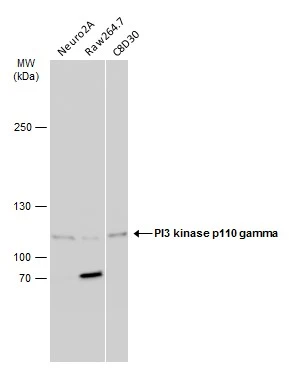 Various whole cell extracts (30 μg) were separated by 5% SDS-PAGE, and the membrane was blotted with PI3 kinase p110 gamma antibody [C3], C-term (GTX104639) diluted at 1:500. The HRP-conjugated anti-rabbit IgG antibody (GTX213110-01) was used to detect the primary antibody.