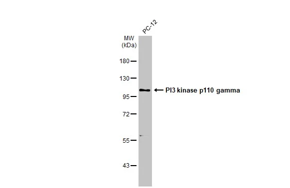 Whole cell extract (30 μg) was separated by 7.5% SDS-PAGE, and the membrane was blotted with PI3 kinase p110 gamma antibody [C3], C-term (GTX104639) diluted at 1:1000. The HRP-conjugated anti-rabbit IgG antibody (GTX213110-01) was used to detect the primary antibody.