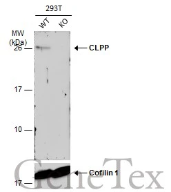 Wild-type (WT) and CLPP knockout (KO) 293T cell extracts (30 μg) were separated by 12% SDS-PAGE, and the membrane was blotted with CLPP antibody [C2C3], C-term (GTX104656) diluted at 1:500. The HRP-conjugated anti-rabbit IgG antibody (GTX213110-01) was used to detect the primary antibody.