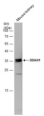 Mouse tissue extract (50 μg) was separated by 12% SDS-PAGE, and the membrane was blotted with DDAH1 antibody [C2C3], C-term (GTX104660) diluted at 1:1000.