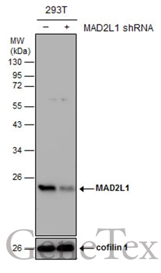 Non-transfected (–) and transfected (+) 293T whole cell extracts (30 μg) were separated by 12% SDS-PAGE, and the membrane was blotted with MAD2L1 antibody [C2C3], C-term (GTX104680) diluted at 1:1000. The HRP-conjugated anti-rabbit IgG antibody (GTX213110-01) was used to detect the primary antibody.