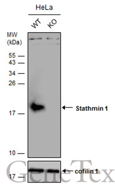 Wild-type (WT) and Stathmin 1 knockout (KO) HeLa cell extracts (30 μg) were separated by 15% SDS-PAGE, and the membrane was blotted with Stathmin 1 antibody (GTX104707) diluted at 1:2000. The HRP-conjugated anti-rabbit IgG antibody (GTX213110-01) was used to detect the primary antibody.