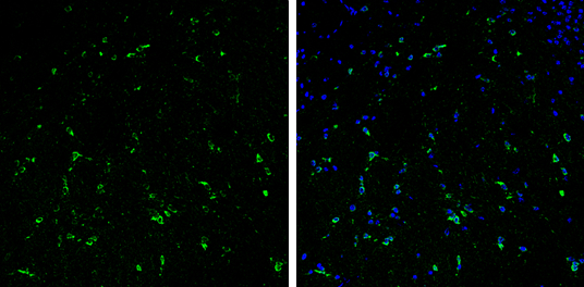 Stathmin 1 antibody detects Stathmin 1 protein expression by immunohistochemical analysis. Sample: Frozen-sectioned adult mouse cerebellum. Green: Stathmin 1 protein stained by Stathmin 1 antibody (GTX104707) diluted at 1:250. Blue: Fluoroshield with DAPI (GTX30920).