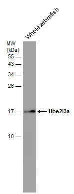 Whole zebrafish extract (30 ug) was separated by 15% SDS-PAGE,and the membrane was blotted with UBE2L3 antibody (GTX104717) diluted at 1:1000.