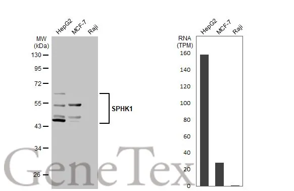 Various whole cell extracts (30 μg) were separated by 10% SDS-PAGE, and the membrane was blotted with SPHK1 antibody [C3], C-term (GTX104724) diluted at 1:1000. The HRP-conjugated anti-rabbit IgG antibody (GTX213110-01) was used to detect the primary antibody. Corresponding RNA expression data for the same cell lines are based on Human Protein Atlas program.