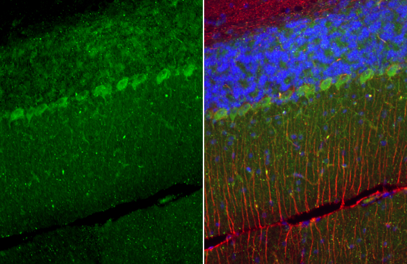 TRPC6 antibody [C3], C-term detects TRPC6 protein at cytoplasm by immunohistochemical analysis. Sample: Paraffin-embedded mouse cerebellum. Green: TRPC6 stained by TRPC6 antibody [C3], C-term (GTX104730) diluted at 1:500. Red: NF-H, a neuron marker, stained by NF-H antibody [GT114] (GTX634289) diluted at 1:500. Blue: Fluoroshield with DAPI (GTX30920). Antigen Retrieval: Citrate buffer, pH 6.0, 15 min