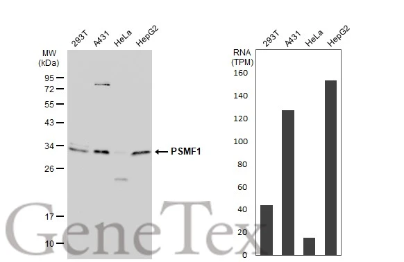Various whole cell extracts (30 μg) were separated by 12% SDS-PAGE, and the membrane was blotted with PSMF1 antibody [C2C3], C-term (GTX104760) diluted at 1:1000. The HRP-conjugated anti-rabbit IgG antibody (GTX213110-01) was used to detect the primary antibody. Corresponding RNA expression data for the same cell lines are based on Human Protein Atlas program.