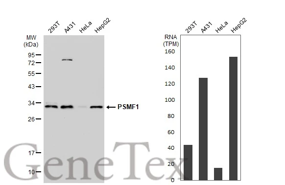 Various whole cell extracts (30 μg) were separated by 12% SDS-PAGE, and the membrane was blotted with PSMF1 antibody [C2C3], C-term (GTX104760) diluted at 1:1000. The HRP-conjugated anti-rabbit IgG antibody (GTX213110-01) was used to detect the primary antibody. Corresponding RNA expression data for the same cell lines are based on Human Protein Atlas program.