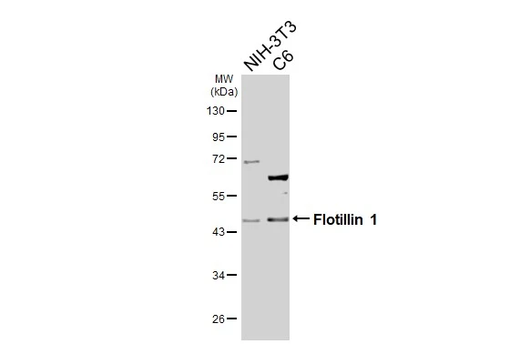Various whole cell extracts (30 μg) were separated by 10% SDS-PAGE, and the membrane was blotted with Flotillin 1 antibody [C3], C-term (GTX104769) diluted at 1:1000. The HRP-conjugated anti-rabbit IgG antibody (GTX213110-01) was used to detect the primary antibody.