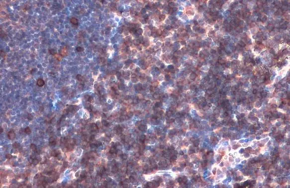 LAT antibody detects LAT protein at cell membrane by immunohistochemical analysis. Sample: Paraffin-embedded mouse lymph node. LAT stained by LAT antibody (GTX104771) diluted at 1:500. Antigen Retrieval: Citrate buffer, pH 6.0, 15 min