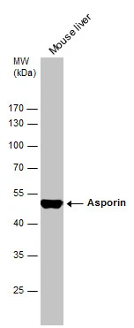 Mouse tissue extract (50 μg) was separated by 10% SDS-PAGE, and the membrane was blotted with Asporin antibody [N3C1], Internal (GTX104790) diluted at 1:500.