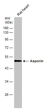 Rat tissue extract (50 μg) was separated by 10% SDS-PAGE, and the membrane was blotted with Asporin antibody [N3C1], Internal (GTX104790) diluted at 1:500.