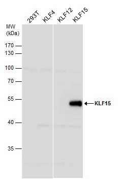 KLF15 antibody [N1], N-term detects KLF15 protein by western blot analysis. Non-transfected (-), KLF4-transfected (+), KLF12-transfected (+) and KLF15-transfected (+) 293T whole cell extracts (30 μg) were separated by 10% SDS-PAGE, and the membrane was blotted with KLF15 antibody [N1], N-term (GTX104839) diluted at 1:1000.